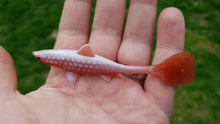 Load image into Gallery viewer, Kanalgratis Baby Shark Shad 10cm 8 pack - Fishing Lures Ltd
